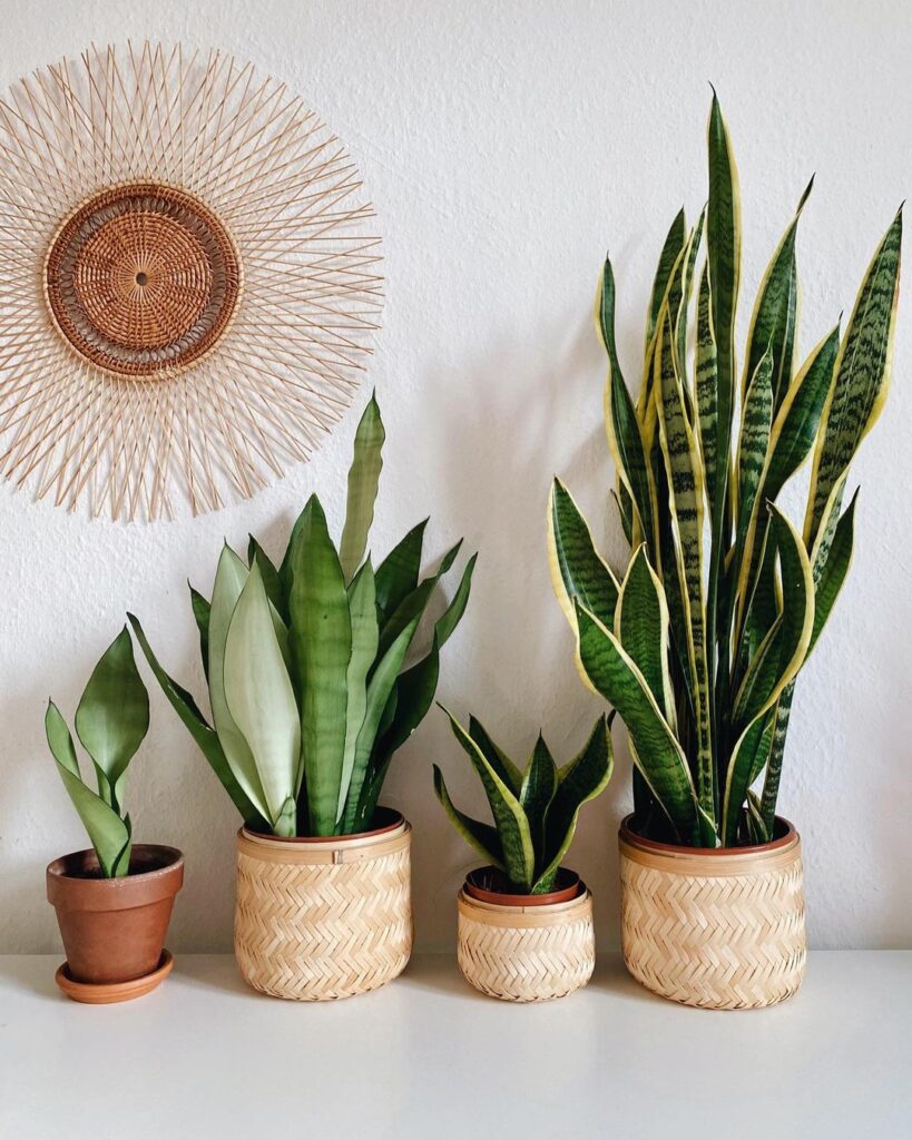 plantas y decoracion