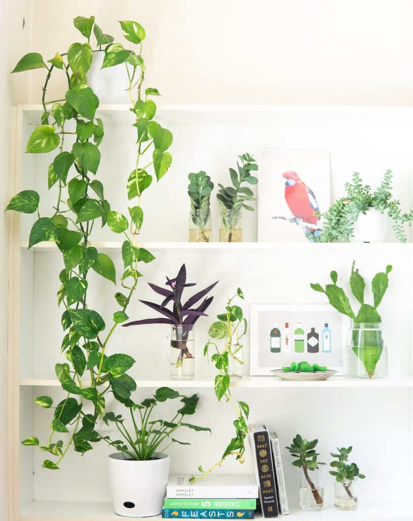 Guía para un Interior Eco-Amigable